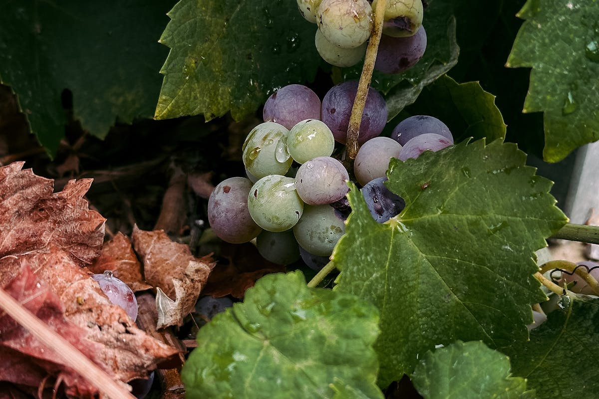 The ancient Old Olive Tree of Ulcinj with its gnarled trunk