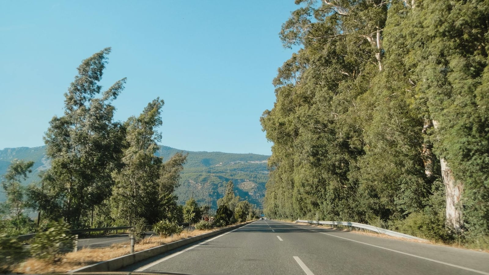 Tree-lined road in coastal Montenegro