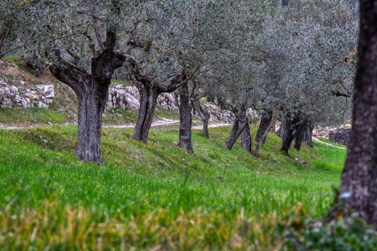 Ancient olive grove at Valdanos bay near Ulcinj